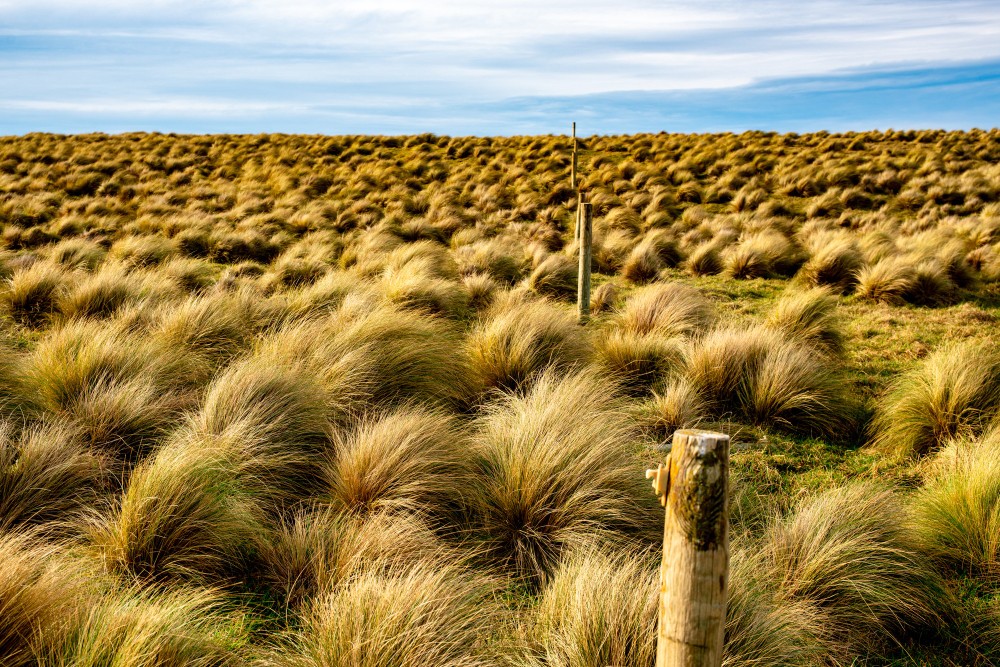 Rye, Victoria, Australia, featuring beautiful sandy beaches, crystal-clear waters of Port Phillip Bay, coastal holiday homes, and scenic seaside views on the Mornington Peninsula.