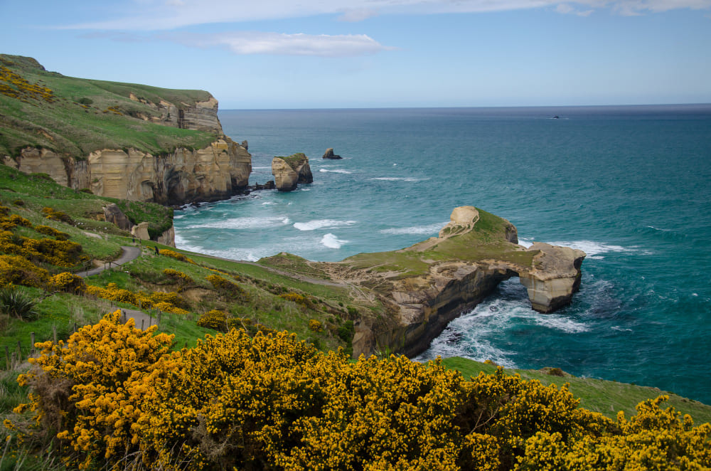 Sorrento, Victoria, Australia coastal cliffs, turquoise ocean, and yellow wildflowers along the shoreline